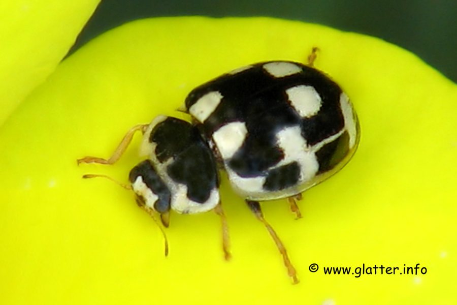 14 Punkt Marienkäfer (Propylea quatuordecimpunctata)